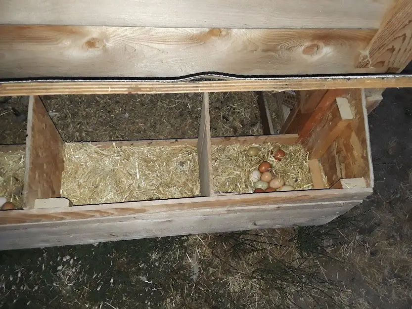 nest box ideas