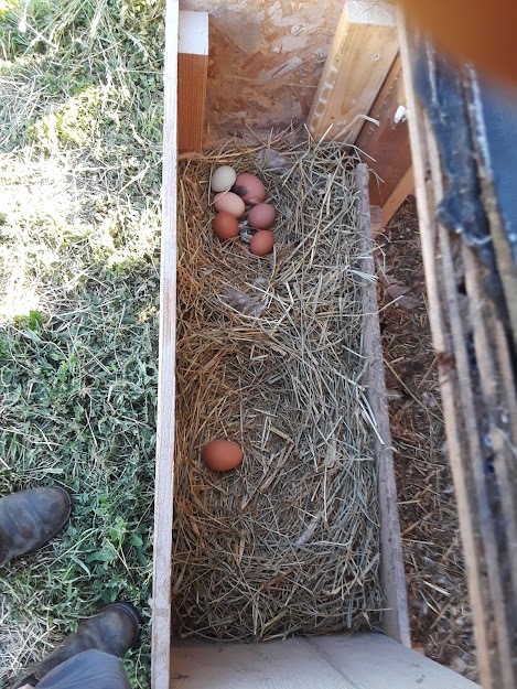 how big does a chicken nest box need to be
