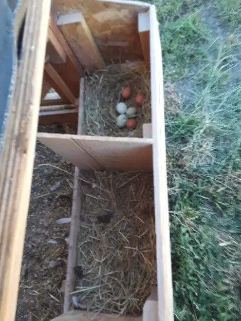 right size for nest box chicken coop