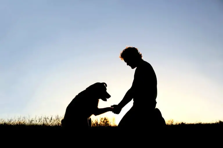 dogs that protect chickens