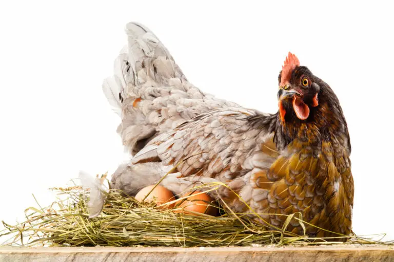 Eight Tips For How To Deal With A Broody Hen