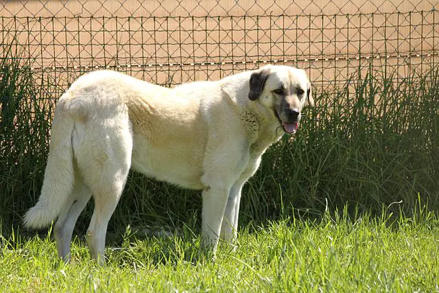 dogs that protect livestock