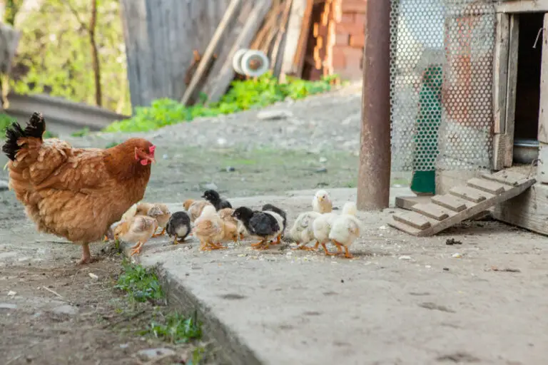 Chicken Coop Flooring Materials – Wood Is Great, But There Are More!