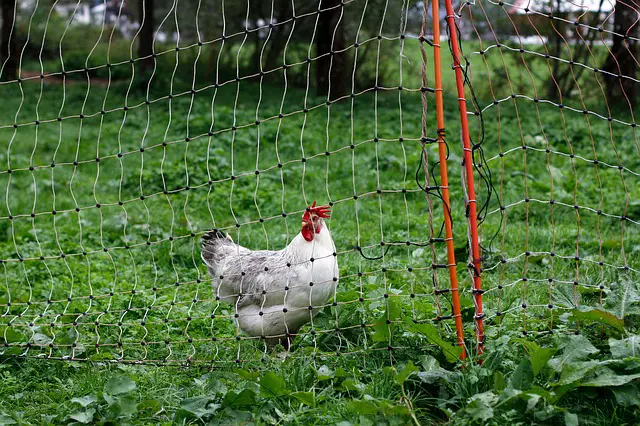 lean to chicken coop