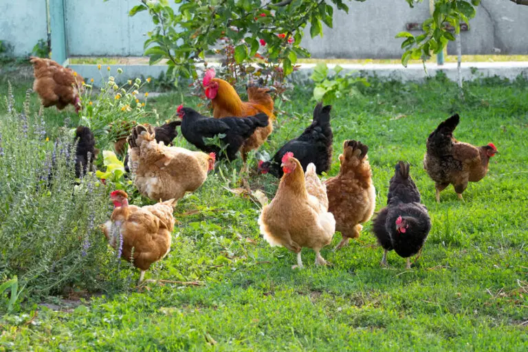 Most Docile Chicken Breeds