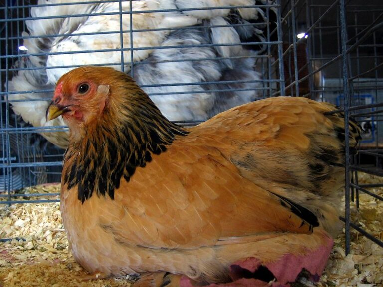 Brahma Chickens – The Beautiful Behemoths You Want In Your Coop