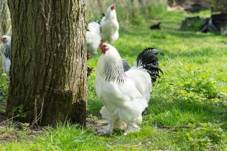 Brahma Chickens