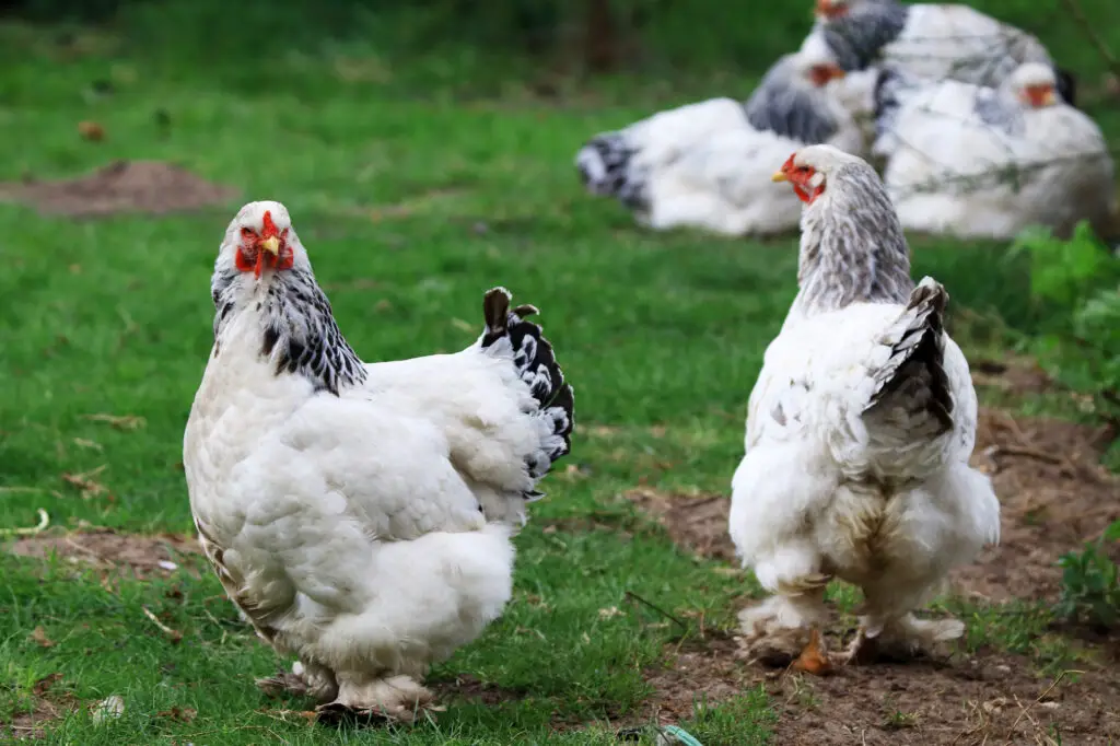 Brahma Chicken 