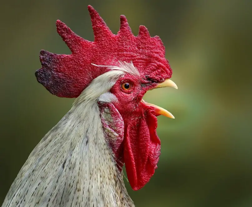 Understanding Chicken Behavior